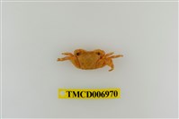 藏品(褶痕厚紋蟹)的圖片